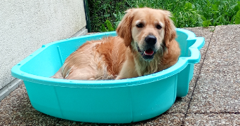 léa pet sitter à Neuville aux bois 45170_2