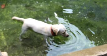 amaury pet sitter à ROYE 80700_4