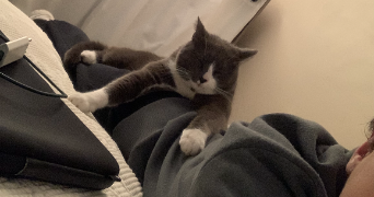 ezra pet sitter à AMIENS 80000_3
