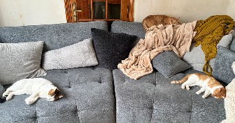katarina pet sitter à WASQUEHAL 59290_3
