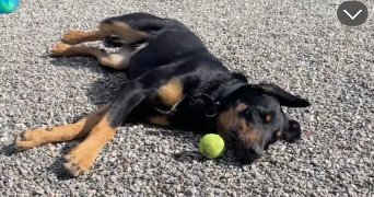 lucie pet sitter à ANNECY 74000_2