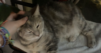 leeloo pet sitter à CHARLEVILLE MEZIERES 08000_1