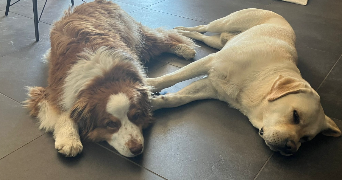 caroline pet sitter à CALUIRE ET CUIRE 69300_2