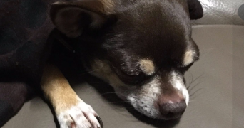 corinne pet sitter à MONTEUX 84170_9