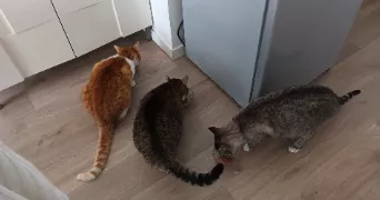 stéphanie  cat sitter à ECOUFLANT 49000