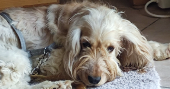 florence pet sitter à 11150 BRAM 11150_10