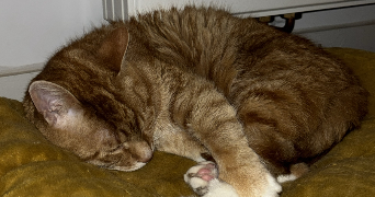 alycia pet sitter à LE PETIT QUEVILLY 76140_5