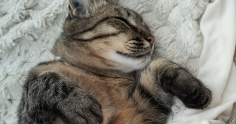 eva pet sitter à MIGNALOUX BEAUVOIR 86550_2