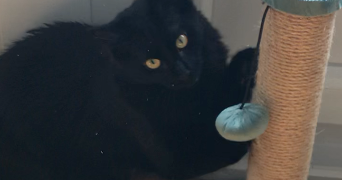 paul pet sitter à THIONVILLE 57100_1