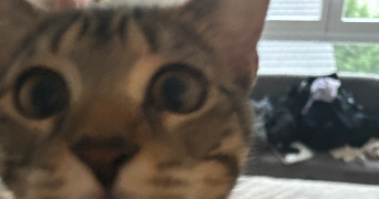 laure pet sitter à ARPAJON 91290_3