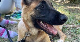 lola pet sitter à TOULOUSE 31400_1