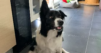 lou pet sitter à BAYON 54290