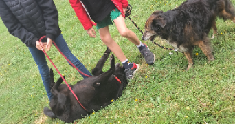 vanessa pet sitter à BAINS SUR OUST 35600_7