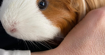 carine pet sitter à PARIS 15 75015_1