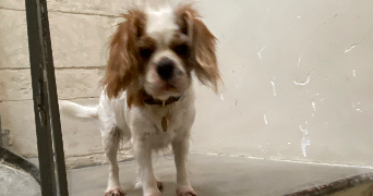 romy pet sitter à MARSEILLE 06 13006_2