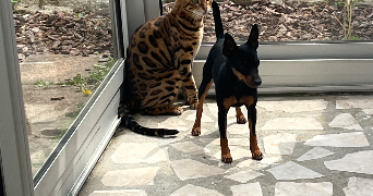 leo pet sitter à QUETIGNY 21800_4