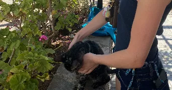 louane pet sitter à BESSANCOURT 95550