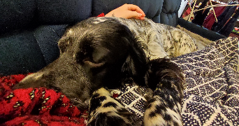 maela pet sitter à RENNES 35000_6