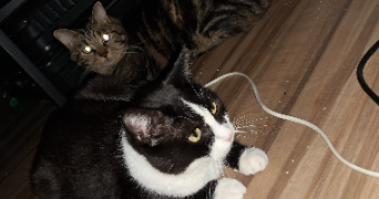lisa pet sitter à FALAISE 14700_2