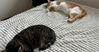 maellys pet sitter à VARCES ALLIERES ET RISSET 38760_5