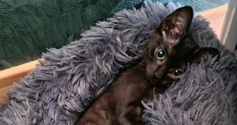 charlène pet sitter à ST MARTIN D ARROSSA 64780_3