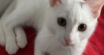 corentin pet sitter à CAEN 14000_4