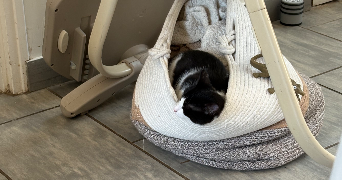 léa  pet sitter à AZAY LE BRULE 79400_2