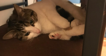 emmanuelle pet sitter à PARIS 14 75014_1