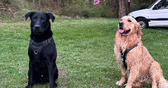 léa pet sitter à CHAUMONT 52000_2