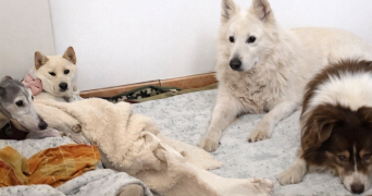 sonia pet sitter à BOUCOIRAN ET NOZIERES 30190_3
