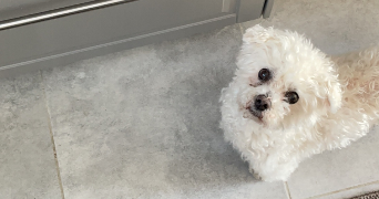 iris pet sitter à LILLE 59160_3