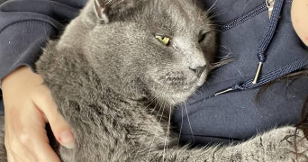auriane pet sitter à VIENNE 38200_1