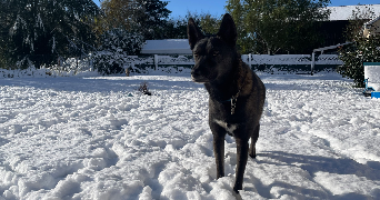nathan pet sitter à CONCHES EN OUCHE 27190_2