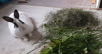 cécile pet sitter à ALBI 81000_2