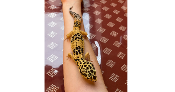 aurore pet sitter à LA CHAPELLE SUR ERDRE 44240_3