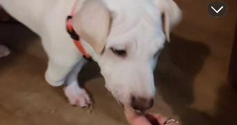 marie pet sitter à ST HERBLAIN 44800_3