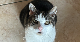 mayline pet sitter à BOUVESSE QUIRIEU 38390_1