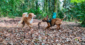 Mélodie pet sitter à Ploumoguer 29810_5