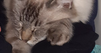 ewen pet sitter à BREST 29200_2