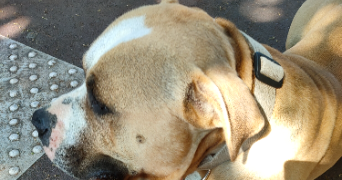 najim pet sitter à VILLEPINTE 93420_2