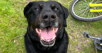 isaline pet sitter à JONZAC 17500_1