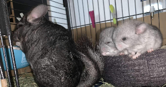 cindy pet sitter à CHOISY LE ROI 94600_1