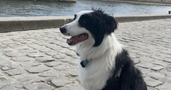 jean pet sitter à PARIS 05 75005_1