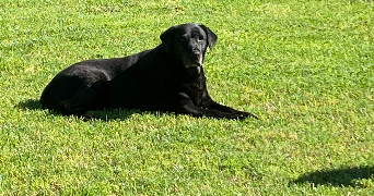 laurence pet sitter à PERPIGNAN 66000_7