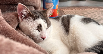 océane pet sitter à Outreau 62230_4