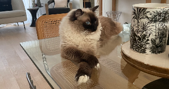 iris pet sitter à LILLE 59160_4