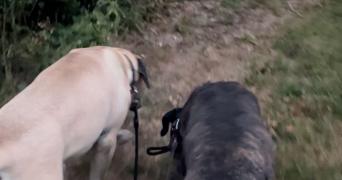 romane pet sitter à POITIERS 86000_3