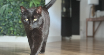camille pet sitter à NEZEL 78410_4