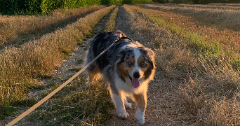 manon pet sitter à STRASBOURG 67000_3