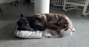 estelle pet sitter à VARRAINS 49400_1